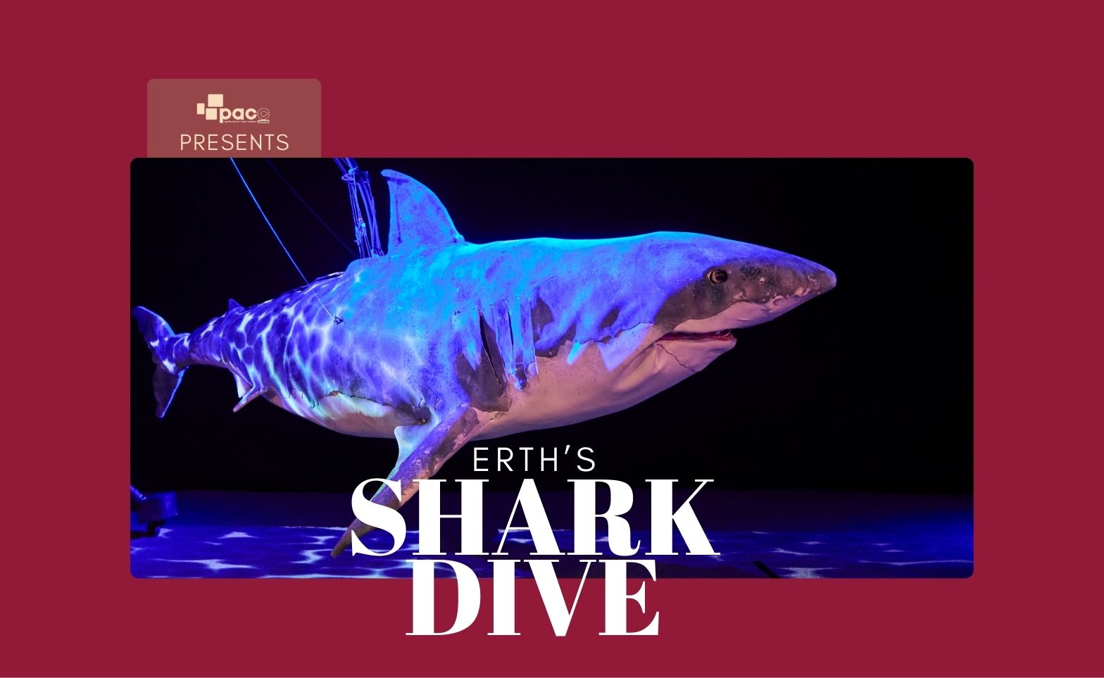 2026_Shark Dive_ Web hero_ ewhyley.jpg