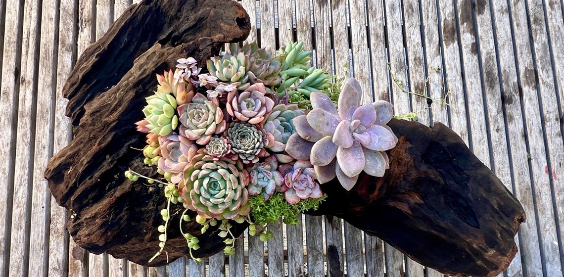 SUCCULENT DRIFTWOOD WORKSHOP